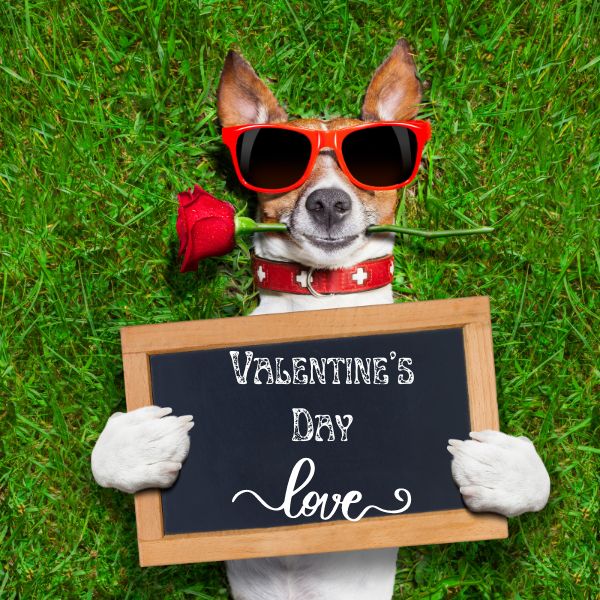Happy Valentine's Day